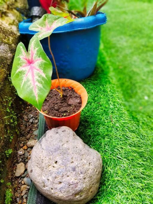 Villa Poetry Garden Bocas Town Colon Island Esterno foto