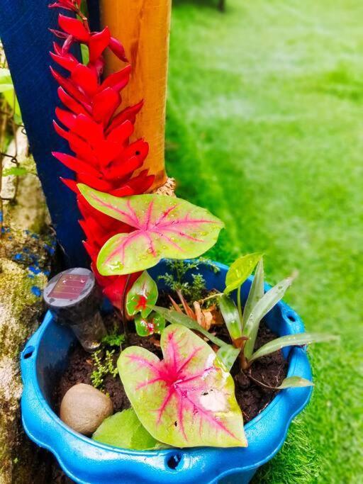 Villa Poetry Garden Bocas Town Colon Island Esterno foto