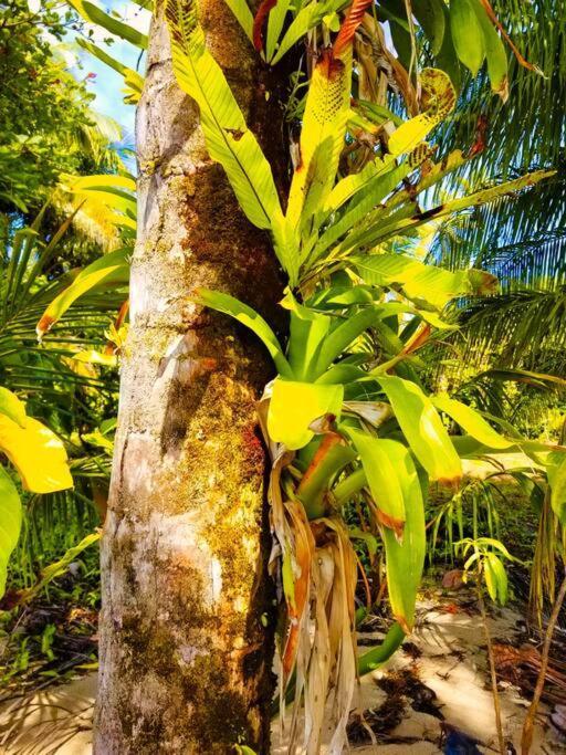 Villa Poetry Garden Bocas Town Colon Island Esterno foto